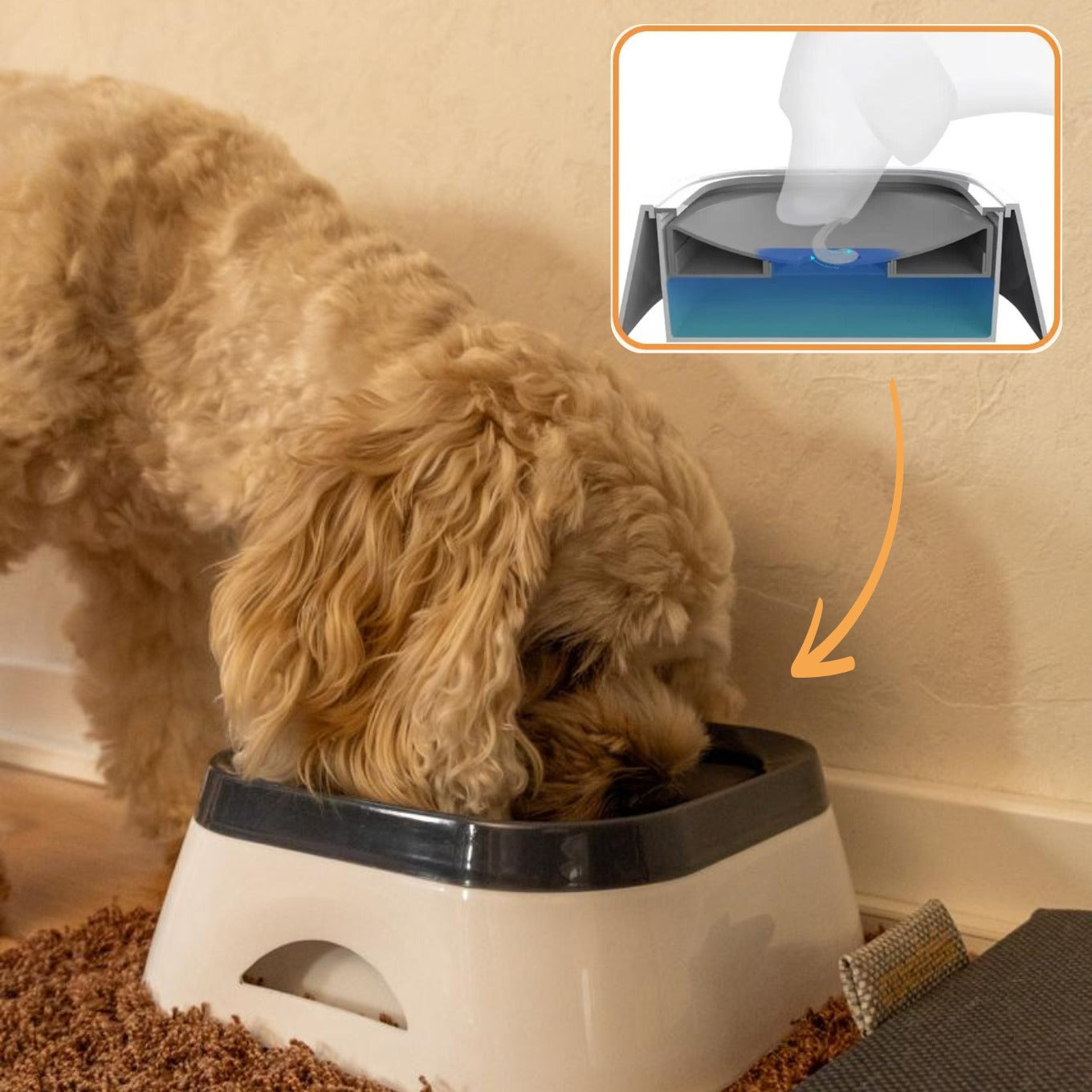 Anti-Schwapp Hundenapf